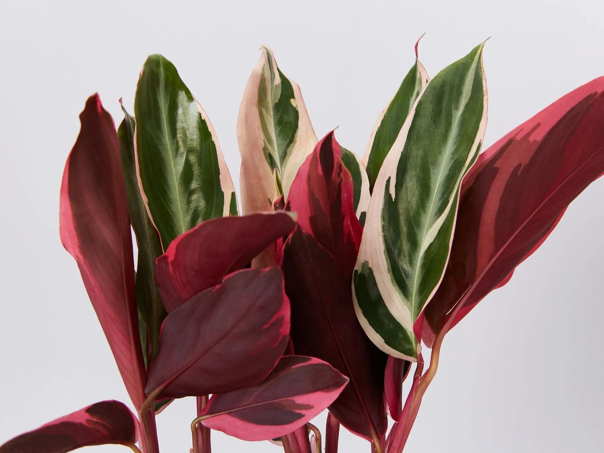 Ctenanthe oppenheimiana Tricolour