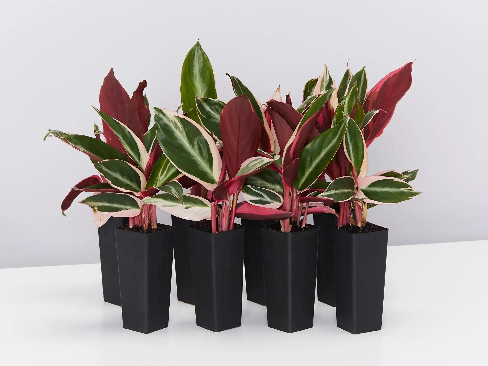 Ctenanthe oppenheimiana Tricolour