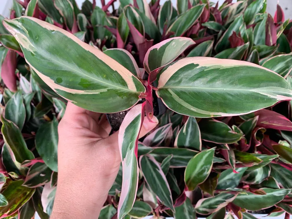 Ctenanthe oppenheimiana Tricolour
