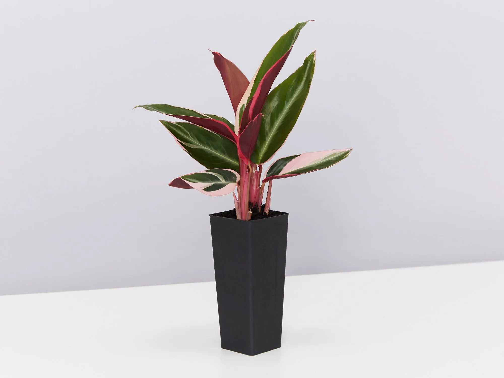Ctenanthe oppenheimiana Tricolour
