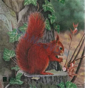 Target Face Squirrel